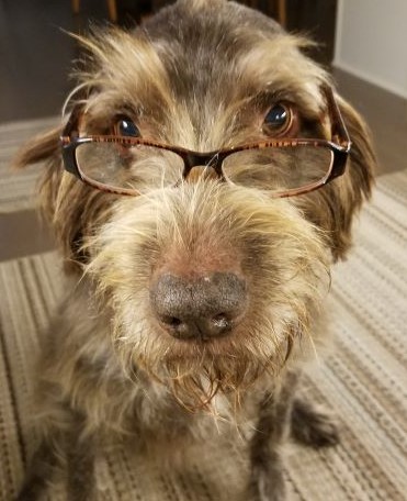 dog picture of penny with glasses